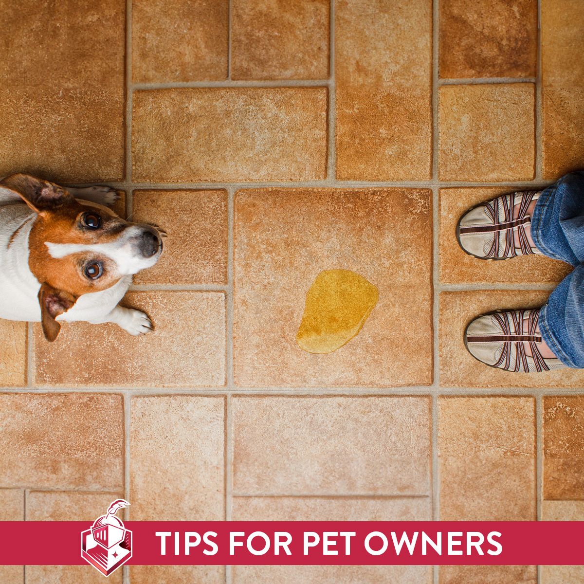 Tips for Pet Owners